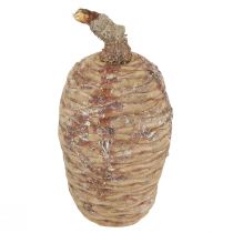 Produkt Szyszki cedrowe dekoracyjne cedr naturalny 9-10,5cm 3 szt