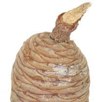 Produkt Szyszki cedrowe dekoracyjne cedr naturalny 9-10,5cm 3 szt