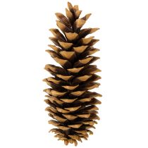 Produkt Szyszki sosny cukrowej naturalne 20-25cm