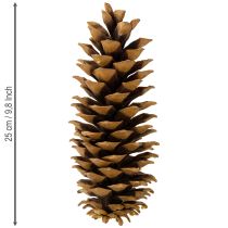 Produkt Szyszki sosny cukrowej naturalne 20-25cm
