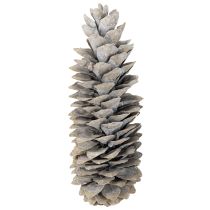 Produkt Szyszki sosny cukrowej bielone 20cm - 30cm