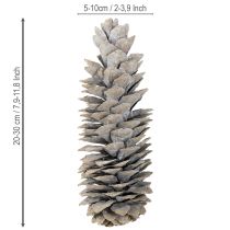 Produkt Szyszki sosny cukrowej bielone 20cm - 30cm