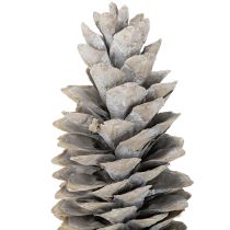 Produkt Szyszki sosny cukrowej bielone 20cm - 30cm