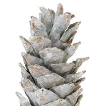 Produkt Szyszki cukrowe bielone 20cm - 30cm