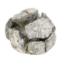 Szyszki cyprysowe 3cm białe myte 500g