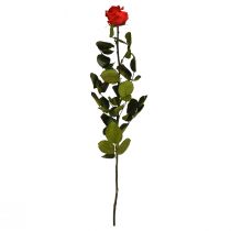 Produkt Róża Nieskończoności z Zachowanymi Liśćmi Amorosa Czerwona L54cm