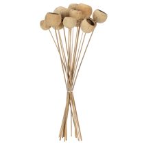 Produkt Mieszanka do kubków Bell Cup na łodydze, odmiany naturalne egzotyczne, 15 sztuk