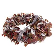 Produkt Brachyciton jeżyna mrożona 500g