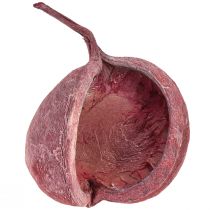 Produkt Orzech Buddy Czerwony Biały Suszony Naturalny Dekoracja Ø5,5–9,5 cm 5 szt
