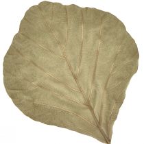 Produkt Liście kobry suszone zielone naturalne 15cm–17cm 50 szt