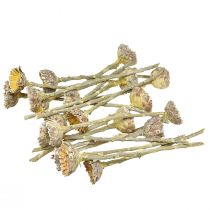 Produkt Compacta Rozeta Proteen Zielona Matowa Ø4-5,5cm 20 szt