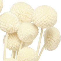 Produkt Craspedia Podudzia suszone kremowe 45-55cm 20 szt