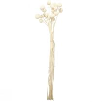 Produkt Craspedia Podudzia suszone kremowe 45-55cm 20 szt