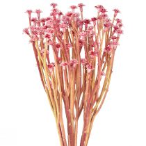 Produkt Curry Ziele Immortelle Sztuczny Róż L28cm 12 szt. 1 pęczek