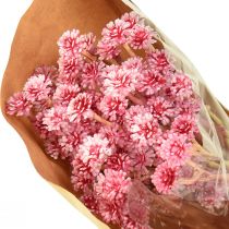 Produkt Curry Ziele Immortelle Sztuczny Róż L28cm 12 szt. 1 pęczek