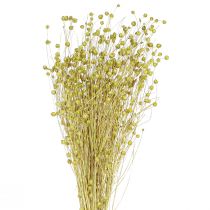 Produkt Deco Len Suszone Kwiaty Suszone Oliwkowe 50g