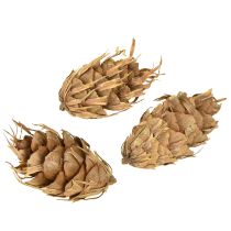 Produkt Szyszki Douglasa 1,3 kg