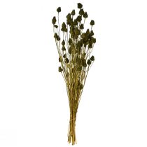 Produkt Suszony oset truskawkowy, dekoracja oliwkowo-zielona, Ø1–2cm, dł. 55cm, 100g