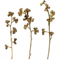 Produkt Gałązki eukaliptusa naturalny dekoracyjny egzotyczny eukaliptus 20-30cm 25 szt