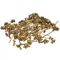 Produkt Gałązki eukaliptusa naturalny dekoracyjny egzotyczny eukaliptus 20-30cm 25 szt