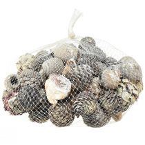 Produkt Szyszki egzotyczne Leucodendron białe myte 3-4cm 450g