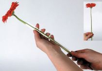 Produkt Wąż podporowy Gerbera 200m