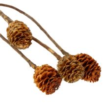 Produkt Glabrum Leucospermum Suszone Kwiaty 25-40cm 25 szt.