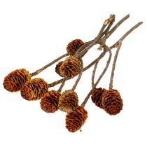 Produkt Glabrum Leucospermum Suszone Kwiaty 25-40cm 25 szt.