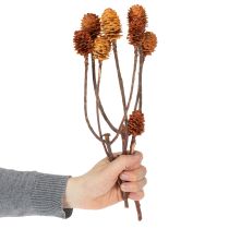 Produkt Glabrum Leucospermum Suszone Kwiaty 25-40cm 25 szt.
