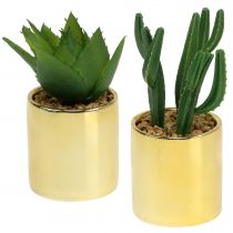 Kaktusy zielone w złotej doniczce 12cm - 17cm 4szt