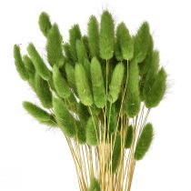 Produkt Trawa ogonowa królika Trawa ozdobna Lagurus oliwkowa L65cm 50g