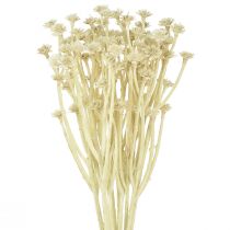 Produkt Sztuczne zioło curry biały beż L28cm 12 szt. 1 pęczek