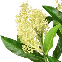 Produkt Sztuczne kwiaty kremowe Skimmia japonica Skimmie 45cm 2szt