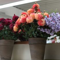 Produkt Sztuczne dalie w kolorze brzoskwiniowo-różowym Ø10cm dł.80cm 2 szt.