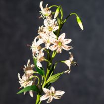 Produkt Sztuczna lilia jako łodyga kwiatowa do eleganckiej i łatwej w pielęgnacji dekoracji, 82 cm, 2 sztuki