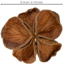 Produkt Landlotus Nature 50 szt.