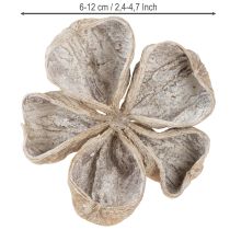 Produkt Landlotus White Washed 6-12cm 50 szt.