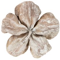 Produkt Landlotus White Washed 6-12cm 50 szt.