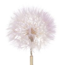 Produkt Olbrzymi mniszek lekarski, suszone kwiaty dekoracyjne do nowoczesnych wnętrz, 12 cm, 4 szt.