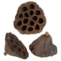 Produkt Cebula lotosu duża 100 szt. naturalna