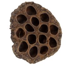 Produkt Cebula lotosu duża 100 szt. naturalna