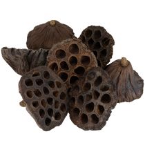 Produkt Cebula lotosu duża 100 szt. naturalna