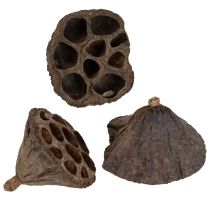 Produkt Cebula lotosu mała 100 szt. naturalna