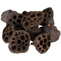Produkt Cebula lotosu mała 100 szt. naturalna