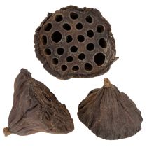 Produkt Tłok lotosowy średni 100 szt. naturalny