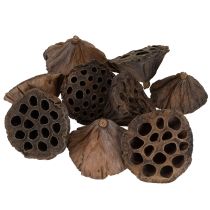 Produkt Tłok lotosowy średni 100 szt. naturalny