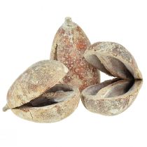 Produkt Mike Fruit egzotyczne suszone białe myte 4-6cm 50 szt