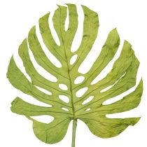 Produkt Suszone liście Monstery, dekoracja okienna, wys. 50cm, 5 szt.