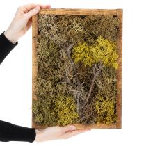 Produkt Obraz z mchem, obraz z prawdziwym mchem w ramie, zakonserwowany, 40×30cm