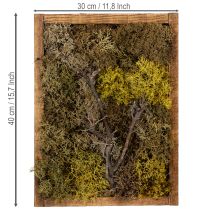 Produkt Obraz z mchem, obraz z prawdziwym mchem w ramie, zakonserwowany, 40×30cm